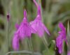 Show product details for Roscoea pubescens CLD687